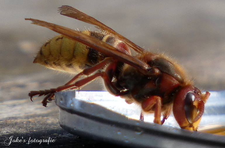 Is dit een stadsreus?